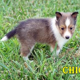 Chica - PETITE Sable-White Female - Sable and white female Shetland Sheepdog puppy in Frazeysburg, Ohio from Mountain High Kennels