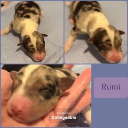 Rumi - White and blue merle female Border Collie puppy in Decatur, Alabama from Phantom Border Collies