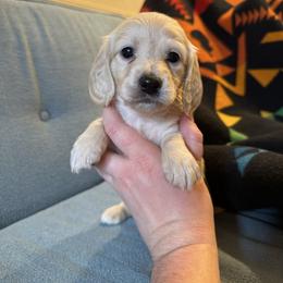 Male 3 - Cream male Dachshund puppy in Walla Walla Valley, Oregon from English Cream Dachshunds