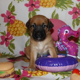 Peruvian Inca Orchid Puppies from Jasmine Rivera's Peruvian Inca Orchicds