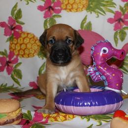 Peruvian Inca Orchid Puppies from Jasmine Rivera's Peruvian Inca Orchicds