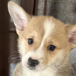 Dasher - Red Pembroke Welsh Corgi puppy in Washington from KB Corgis
