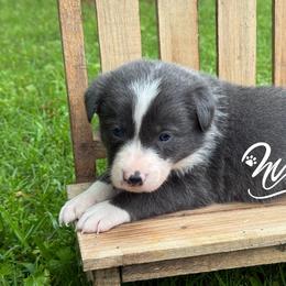 Slate.Blue G- smooth- 1850 - Slate female Border Collie puppy in Nashville, Arkansas from Whisenhunt Farms