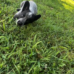 Australian Cattle Dog Puppies from Twisted C Heelers