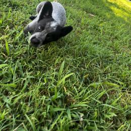 Australian Cattle Dog Puppies from Twisted C Heelers