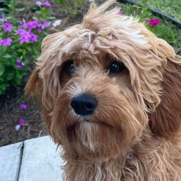 Cavachons and Cavapoos from Sister Sister Cavachons and Cavapoos