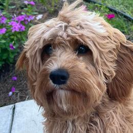 Cavachons and Cavapoos from Sister Sister Cavachons and Cavapoos