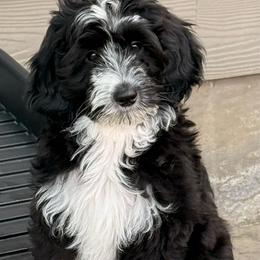 Pandora - Black and white female Sheepadoodle puppy in Roseburg, Oregon from Sharon’s Sheepadoodle’s