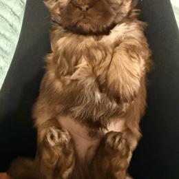 Shih Tzu Puppies from Wood Foo Breeders