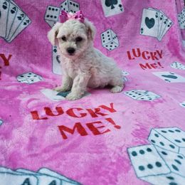 June - Cream female Maltipoo puppy in Lancaster, Kentucky from Dream Paws Puppies, LLC
