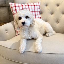 Charley - Cavapoo