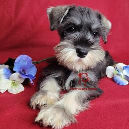 Boy 3 - male Miniature Schnauzer puppy in Fairhope, Alabama from Puppy Sugars Kennels