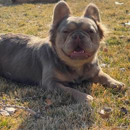 Mia Isabella tan OFA's done - Liver female French Bulldog puppy in Billings, Montana from Montana Made Frenchies