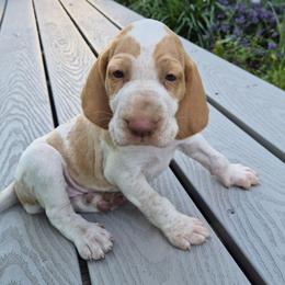 Adeline - White and orange female Bracco Italiano puppy in Silver Summit, Utah from Snow Peak Kennel
