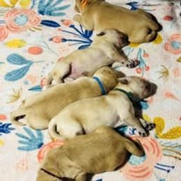 Third Pick Male - Golden male Golden Retriever puppy in Big Lake, Alaska from Birchwood Goldens