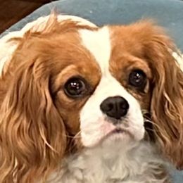 Matilda - Cavalier King Charles Spaniel