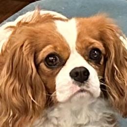 Matilda - Cavalier King Charles Spaniel