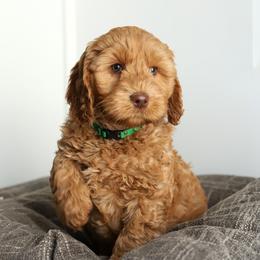 Leo - Caramel red male Australian Labradoodle puppy in Williamstown, New York from Lewis Manor Labradoodles