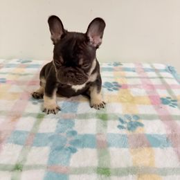 Chance - Black and tan male French Bulldog puppy in Phoenix, Arizona from JK French Bulldog Kennel