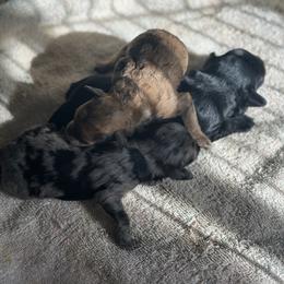 Lola - Sable female Goldendoodle puppy in Waynesboro, Virginia from Forest Creek Kennel