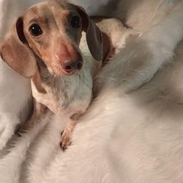 Buffy - Dachshund