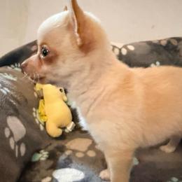 McIntosh Pomchi - Blue fawn male Chihuahua puppy in Seneca, Missouri from Stephanie’s Puppy Colony