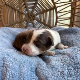 Atlas - Red tri-color male Australian Shepherd puppy in Grants Pass, Oregon from Carmel Mountain Aussies