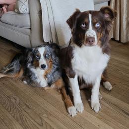Australian Shepherd Puppies from Gypsy River Aussies