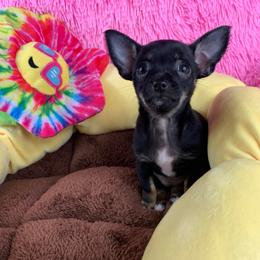 Lily - Black and tan female Chihuahua puppy in Sugar Grove, Virginia from Kim's Chi babies from Place of Grace