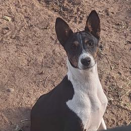 Kipling - Black brindle and white male Basenji puppy in Phoenix, Arizona from Genesis Sighthounds
