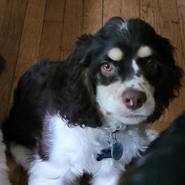 Cocker Spaniels from Sean's Cocker Spaniels