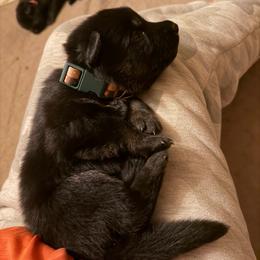 Multi Green collar girl - Bi-color female German Shepherd puppy in Centralia, Illinois from Janices AKC German Sheperds LLC