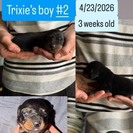 Trixie's boy 1 - Black and tan male Dachshund puppy in Grand Junction, Michigan from J.C fur babies