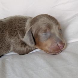 Aeko - Fawn (isabella) and tan male Dachshund puppy in Fultonville, New York from Sandy Aussies & Pomeranians