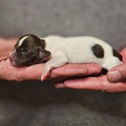 Female piebald - Piebald female Dachshund puppy in Trade, Tennessee from TN Miniature Dachshunds & Basset Hounds