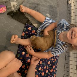 Australian Labradoodle Puppies from Magnolia Breeze Labradoodles