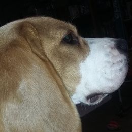 Beagles from Fan Woods