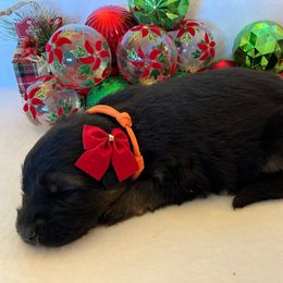 Ginger - Black and tan female German Shepherd puppy in Walla Walla, Washington from Silver Knight Shepherds