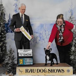 French Bulldog Puppies from BigStar French Bulldogs