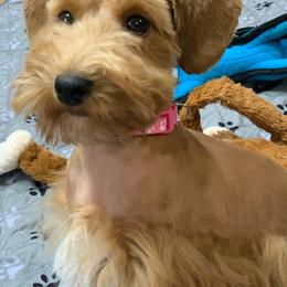 AKA - Apricot female Schnoodle puppy in Kentucky from Mrs Bs Teeny Schnauzers & Doodles