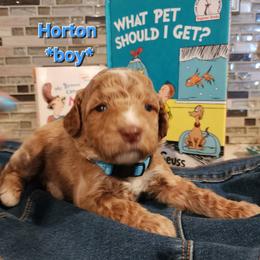 Horton- the Dr suess littter - Caramel red male Labradoodle puppy in Phelan, California from Family Doodles