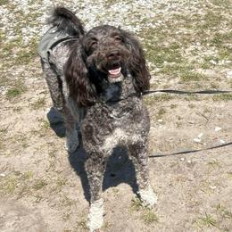 Hershey - Bernedoodle