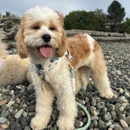 Bernedoodle, Cavapoo, Cockapoo, Double Doodle, and Poodle Puppies from Heavenly Puppies to Love