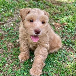 Blue collar AKC Red male - Wheaten male Miniature Schnauzer puppy in Calhoun, Georgia from The BrickHouse Miniature Schnauzers