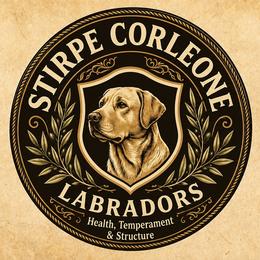 Labrador Retrievers from Stirpe Corleone Labradors