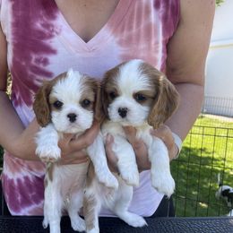 Cavalier King Charles Spaniel Puppies from Sahailey Cavaliers