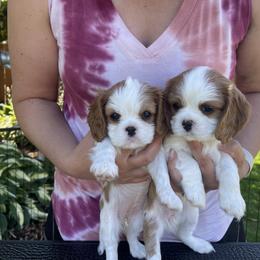 Cavalier King Charles Spaniel Puppies from Sahailey Cavaliers