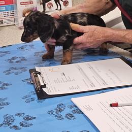 Dachshund Puppies from DT Dachshunds