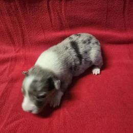 Blue bell 2 - Blue merle female Australian Shepherd puppy in Lakeland, Florida from Diamond P Australian Shepherds