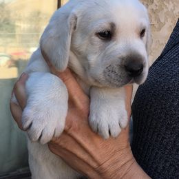 Golden Retriever and Labrador Retriever Puppies from Golden Hills Retrievers